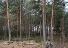 участок  Ленинградская область Кировский Восход 19 км тер. СНТ.